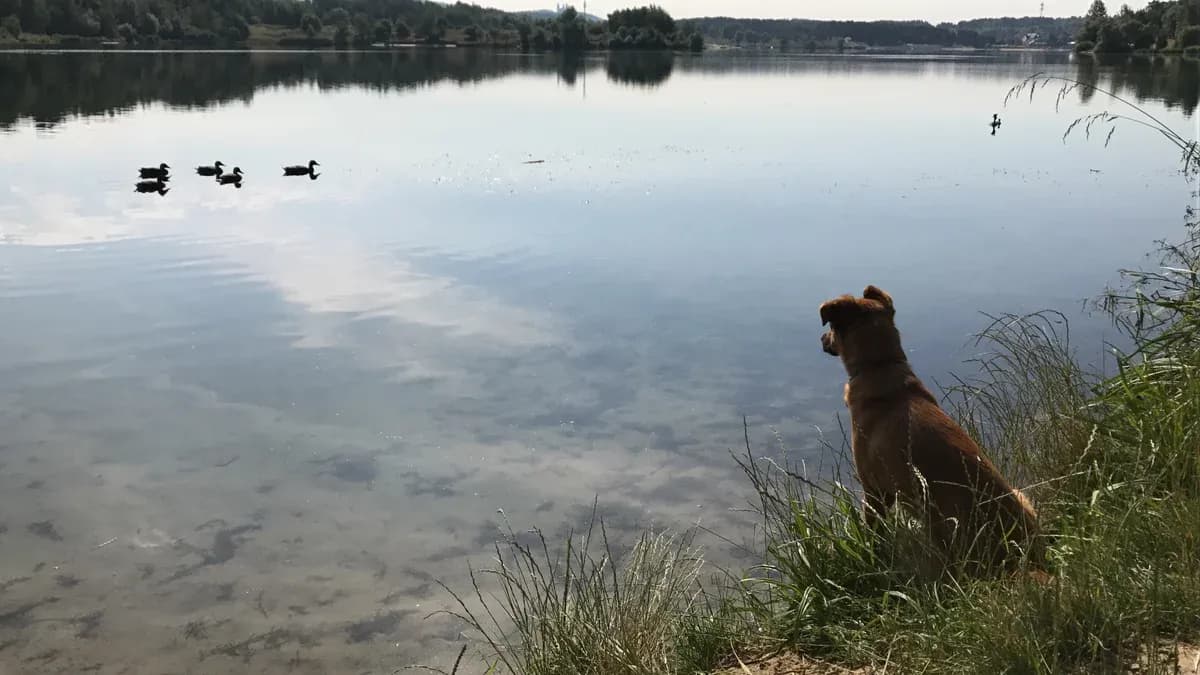 Freka beside a still lake